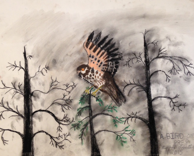 A Bird of Prey A Hawk/Eagle landing on the top of a coniferous tree with a wings open, another tall tree beside it that is bare